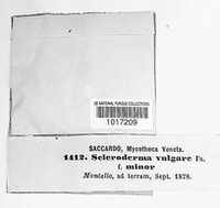 Scleroderma citrinum image